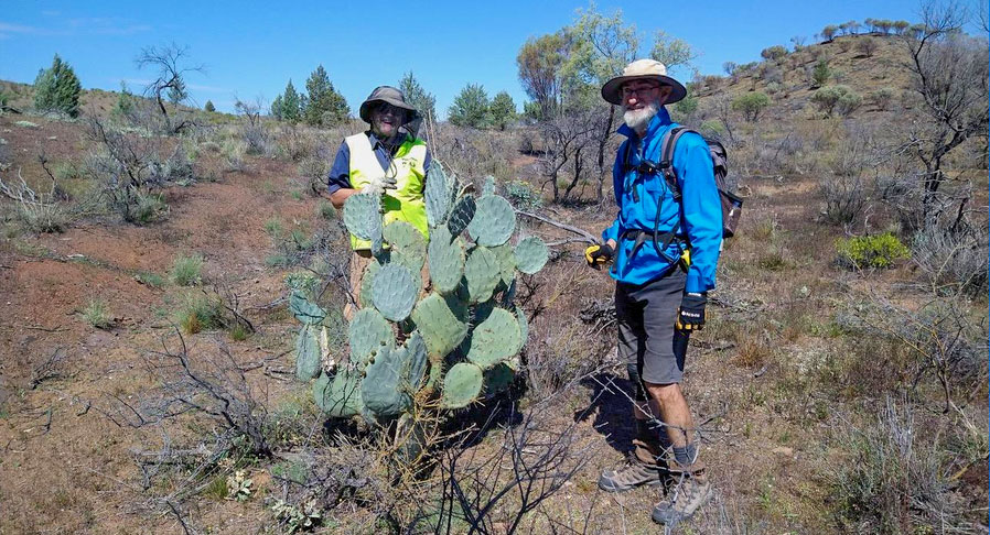 Culling Wheel Cactus at Oratunga Station